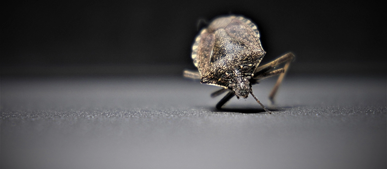 What are bed bugs