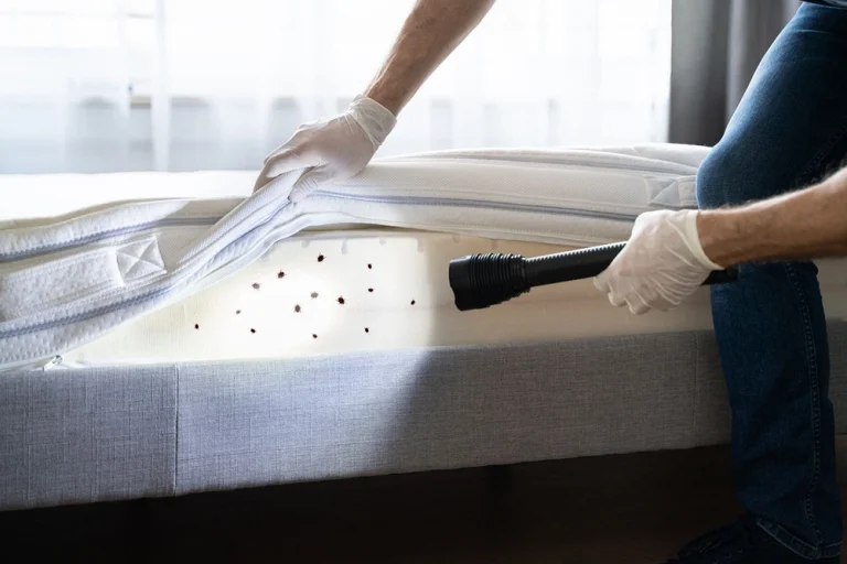 Bed Bug Treatments London