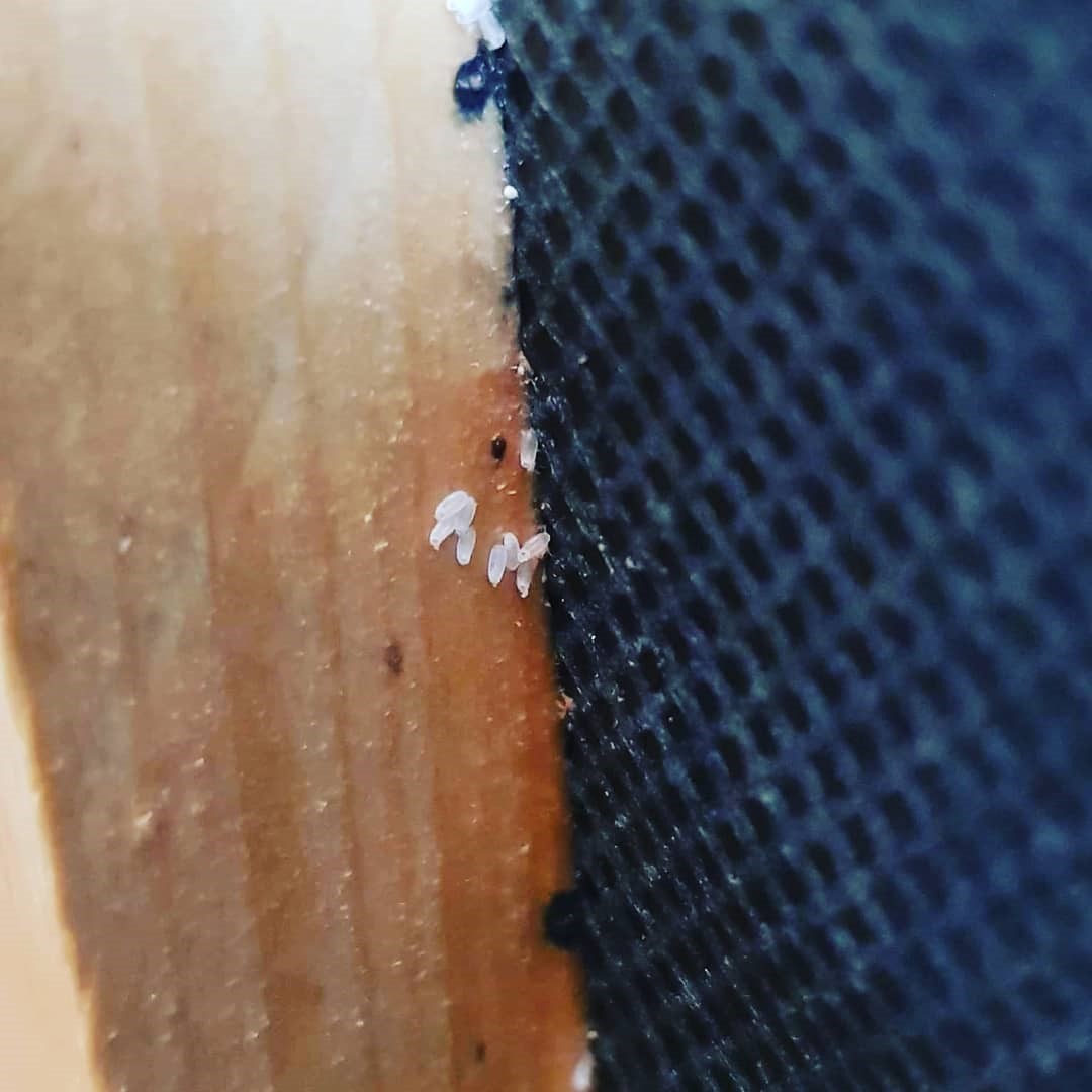 bed bug treatment gallery