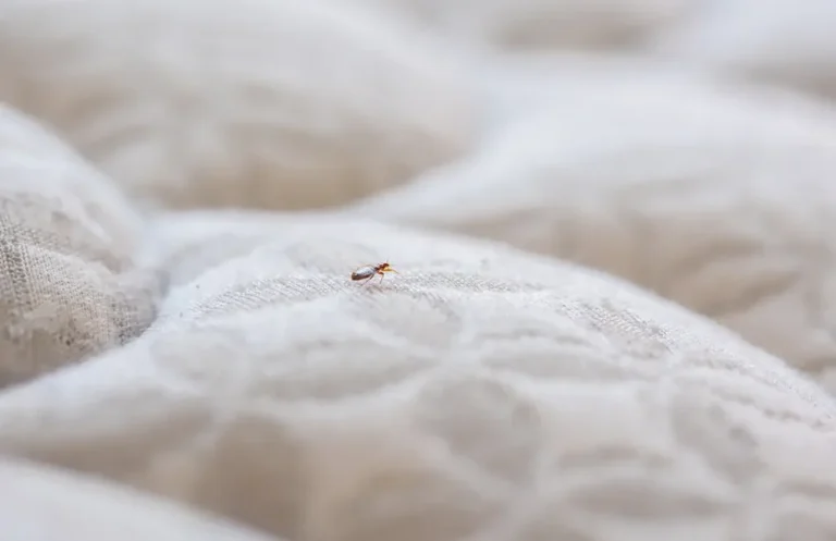 bed bug treatments London