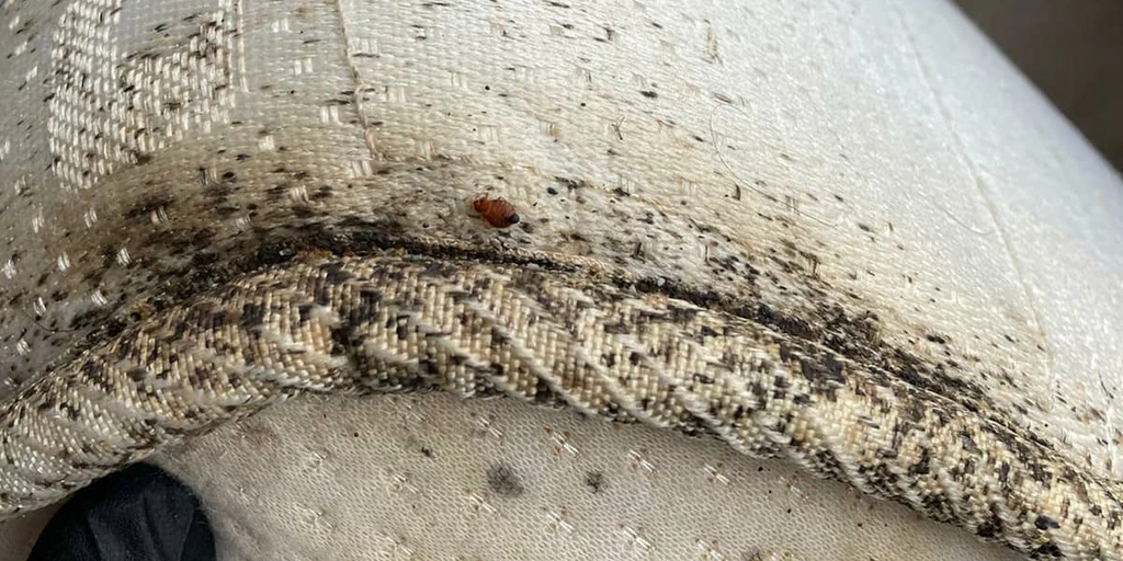 How to get rid of bed bugs