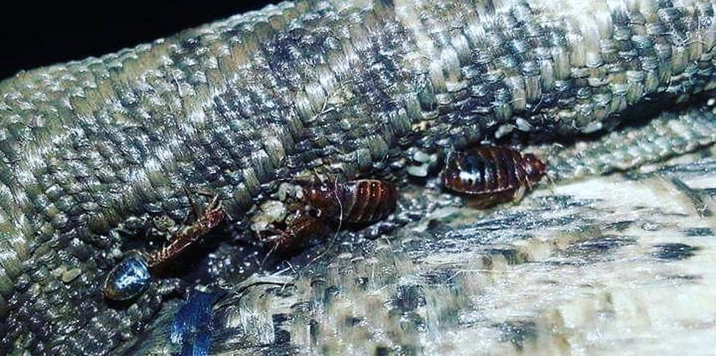 What Do Bed Bugs Look Like